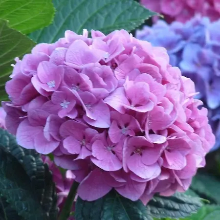 Dans De Charme, Piscine, Proche *