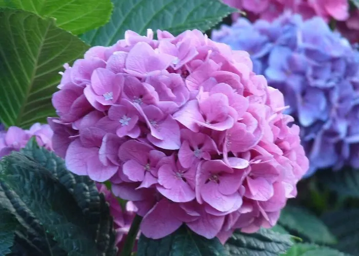 Dans De Charme, Piscine, Proche *